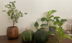 観葉植物はお好きですか?